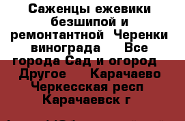 Саженцы ежевики безшипой и ремонтантной. Черенки винограда . - Все города Сад и огород » Другое   . Карачаево-Черкесская респ.,Карачаевск г.